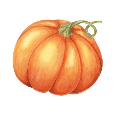 Portakallı balkabağı suluboya çizimi. Parlak sonbahar sebzesi. Mevsimlik Cottagecore dekorasyonu için squash tırmanışı, Şükran Günü kartları ve davetiyeler, şenlik ürünleri ve sosyal medya, hatıra defteri