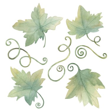 Green leaves of pumpkin or grape wine watercolor illustration. Set of Autumn foliage. Clipart for seasonal modern decor, Thanksgiving cards and invitations, festive merchandise and social media clipart