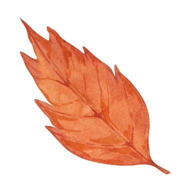 Turuncu renkte sonbahar yaprağı. Parlak ve neşeli Sonbahar tasarım elementi. Baskı, kartlar, Şükran Günü, mevsimlik kutlamalar, çiçek karşılama düzenlemeleri, çiftçi pazarı, çıkartmalar için suluboya klip