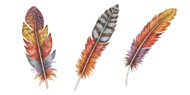 Çeşitli renk ve desenlerde üç tüy koleksiyonu, ayrıntılı elle çizilmiş suluboya çizimi. Boho temalı tasarımlarda, eklektik sanat ve zanaat projelerinde, bohem dekorasyonlarda kullanmak için mükemmel.