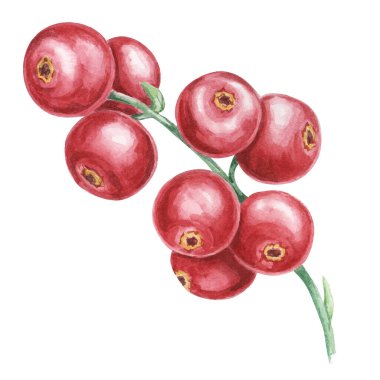 Cranberry, cowberry, lingonberry branch in watercolor. Red forest Nordic berry clipart. Autumn harvest, medicinal plant botanical illustration for labels, menu, tea, food supplements, Thanksgiving clipart