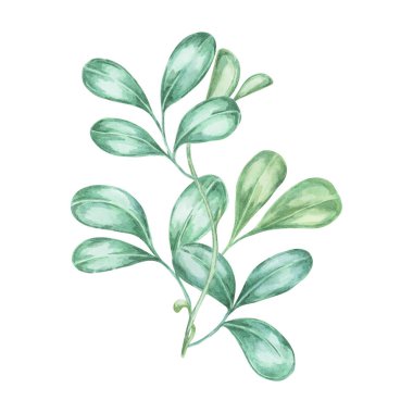 Yabanmersini ve yaban mersini dalları. Sonbahar hasat illüstrasyonları, doğadan esinlenilmiş tasarımlar, kırsal dekorlar, botanik baskılar, mutfak sanatı ve festival davetiyeleri için elle boyanmış suluboya klipleri.