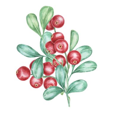 Lingonberry şubesi. Suluboya kızılcık, inek üzümü, illüstrasyon. Sonbahar hasat süsü, yemek tarifi kitabı, mutfak dekorasyonu, davetiye ve Şükran Günü sofraları için kırmızı İskandinav Ormanı zirvesi