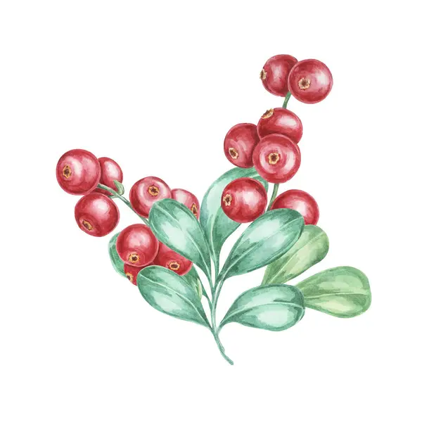 stock image Lingonberry branch. Watercolor illustration of cranberry, cowberry . Nordic forest red berry clipart for autumn harvest-themed prints, stationery, gift wrapping, journals, and Thanksgiving cards