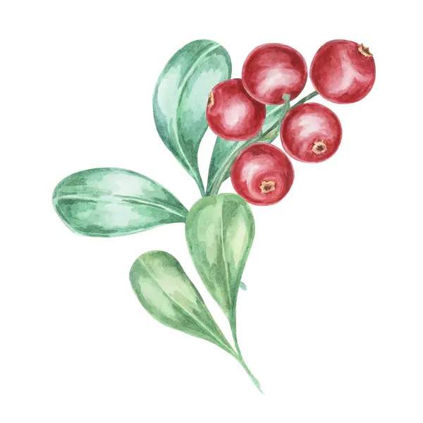 stock image Cranberry, cowberry, lingonberry branch in watercolor. Red forest Nordic berry clipart. Autumn harvest, medicinal plant botanical illustration for labels, menu, tea, food supplements, Thanksgiving