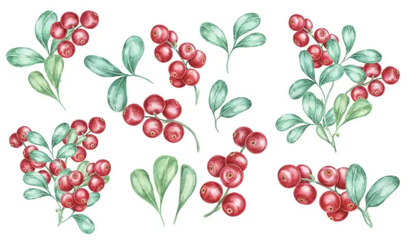 stock image Lingonberry branches. Watercolor cranberry, cowberry, illustration. Red Nordic forest berries cliparts for autumn harvest decoration, recipe book, kitchen decor, invitation, Thanksgiving table setting