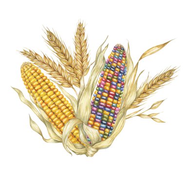 Kabuklu ve buğday kulaklı altın ve Hint mısır koçanları. Sonbahar temalı tasarımlar, Şükran Günü dekorasyonları, hasat festivali, tebrik kartları, mutfak ve mevsimlik dekorasyon için suluboya zirvesi