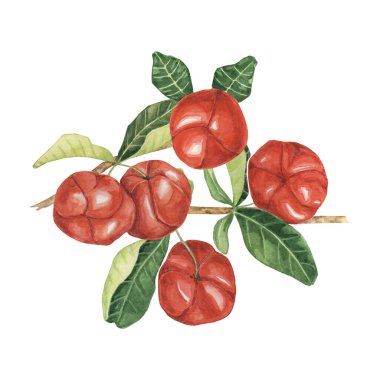 Ağaç dalında yeşil yapraklı Acerola üzümü, kırmızı Barbados kiraz meyvesi tasarımı. Botanik kitaplarında, organik ürün etiketlerinde ve çevre dostu ambalajlarda kullanılmak üzere suluboya klibiName