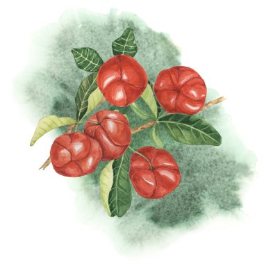 Acerola böğürtlenleri suluboya arka planda, kırmızı Barbados kiraz meyveleri demeti. Doğal ürün reklamları, botanik çalışmaları ve eğitim kaynakları için uygun elle boyanmış Clipart