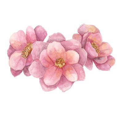 Suluboya üç Camelia japonica çiçeği. Elle çizilmiş Pembe çiçekleri, tebrik kartları için kompozisyon, doğa temalı planlamacılar, düğün davetiyeleri, tekstil veya sanat baskıları