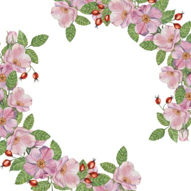 Rosehip yuvarlak çerçeve şablonu, pembe yabani gül çiçekleri ve yaprakları. Doğum günü için suluboya detaylı botanik çelenk, yıldönümü, teşekkürler, tebrikler ve anneler günü kartları, düğün davetiyesi
