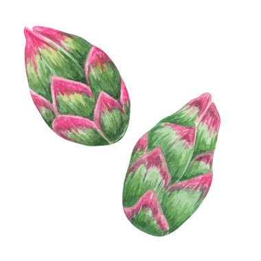 Suluboya, Pitaya ya da Pitahaya kaktüsüyle boyanmış bir çift ejderha meyve tomurcuğu. Botanik çizimler, bahçe katalogları veya tropikal temalı tasarım projeleri, doğal ürün markalaşması için tırman