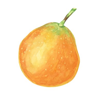 Portakallı tatlı granadilla. Sarı tutku meyveli suluboya çizimi. Maracuja klibi botanik baskılar, aşçılık dergileri veya tropikal ürün etiketleri için mükemmeldir.