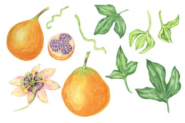 Sweet orange granadilla fruits, whole and halved, flower, buds and leaves set. Yellow passion fruit parts. Watercolor clipart bundle for use in tropical-themed designs, educational materials clipart