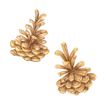 Kahverengi tonda bir çift çam kozalağı, ormanlık temalı tasarımlar, tatil kartları ve doğadan esinlenilmiş ev dekorasyonu için harika bir suluboya klipleri. Mevsimlik Noel projeleri için botanik illüstrasyon