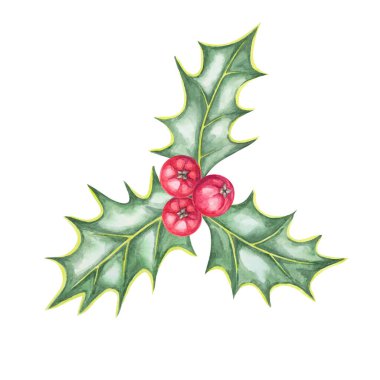 Bir yığın kutsal yaprak ve suluboya kırmızı böğürtlen. Bu ilex el çizimi Clipart ürün etiketlerine, parti davetiyelerine, Noel hatıra defterlerine veya web tasarımına şenlikli bir dokunuş eklemek için mükemmeldir.