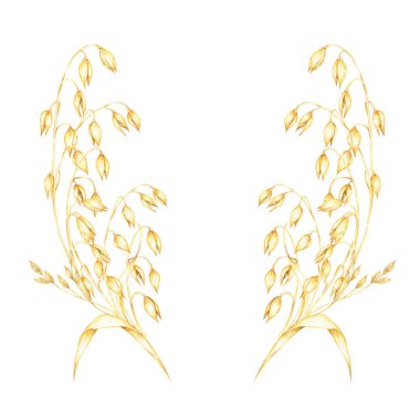 Altın sarısı yulaf taneleri ve bitki yapraklarıyla yulaf sapları. Avena sativa kompozisyonu. Doğal sağlık ürünleri markalaşmasında, bitkisel ilaç ambalajında veya zanaat ürünlerinde kullanılmak üzere suluboya tırmanışı