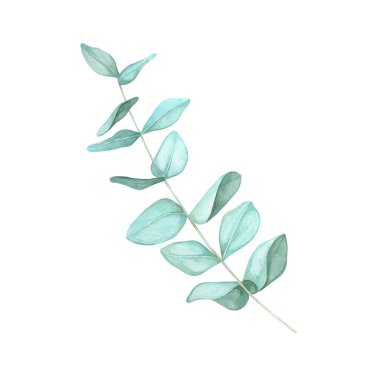 Eşit aralıklı yeşil yapraklı okaliptüs dalı. Gerçek mavi okaliptüs pastel dallı suluboya klipsi. Düğün davetiyeleri, kozmetik etiketler veya eko-temalı projeler için izole botanik illüstrasyon