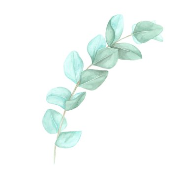 Yuvarlak yeşil yapraklı gür okaliptüs dalı. Gerçek mavi okaliptüs dalı suluboya klipsleri. Spa ürün etiketlerinde ya da doğadan esinlenilmiş tebrik kartlarında kullanılmak üzere izole edilmiş Botanik illüstrasyon