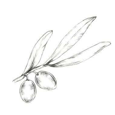 İki büyük zeytinli ve ince yapraklı zeytin dalı. Organik ürün ambalajında kullanılmak üzere izole edilmiş kalem çizimi, özellikle zeytin bazlı yağlar, cilt bakımı ve el yapımı sabunlar için.