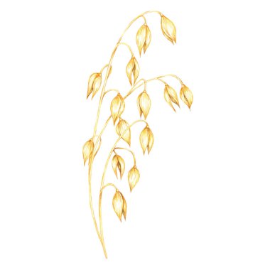 Oat stem with elongated golden-yellow grains. Avena sativa composition. Cereal Watercolor clipart for use in botanical illustrations, healthy food labels, or farm-related branding materials clipart