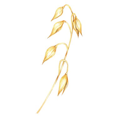 Gently curved oat stalk with multiple grain clusters. Avena sativa watercolor clipart. Botanical illustration perfect for organic product branding, health food packaging, and eco-friendly designs