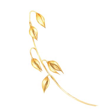 Birkaç altın tahıl başlıklı yulaf sapı. Avena sativa suluboya klipleri. Çevre dostu ambalaj, sağlıklı ürün etiketleri ve eğitim amaçlı botanik içeriği için botanik illüstrasyon ideali