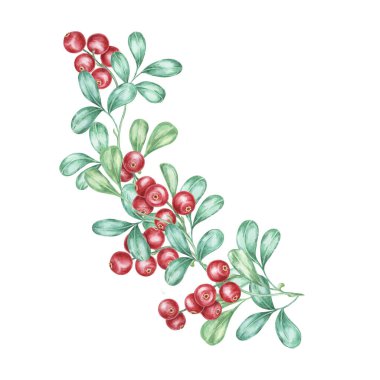 Kırmızı böğürtlen suluboya, yeşil yapraklı kızılcık filizi. Geleneksel davetiyeler, bayram dekorasyonları ve mevsimlik kırtasiyeler için İskandinav yaban mersini illüstrasyonu ideali