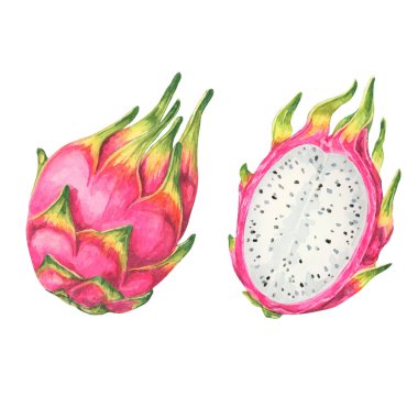 Pitaya suluboya resminde iki pembe ejder meyvesi var. Bir tanesi siyah tohumlu beyaz eti ortaya çıkarmak için kesilmiş. Gıda ambalajı, dijital tasarımlar ve egzotik meyve temalı ürünler için tırman