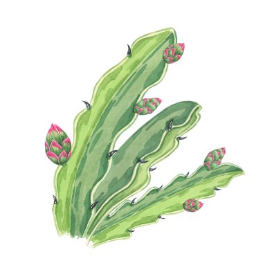 Pitahaya, kaktüsün üzerinde yetişen yeşil sulu yapraklı küçük bir ejderha meyve tomurcuğunun yer aldığı suluboya bir klipte yetişir. Gıda ile ilgili tasarımlar, dijital sanat ve botanik çizimler için ideal.