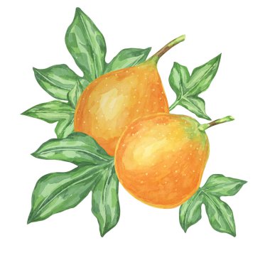 Sweet granadilla watercolor clipart presents two orange maracuja fruits with leaves. Illustration for designing food packaging, educational posters, and fruit-themed art projects clipart