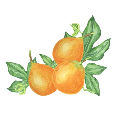 Sweet granadilla watercolor clipart shows three orange maracuja fruits, complete with green leaves. Ideal for product labels, kitchen decor, and educational materials about exotic fruits clipart