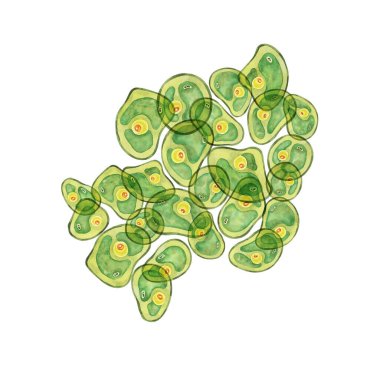 Sarı merkezli küçük yeşil alg kümeleri içeren klorella suluboya, çevre temalı tasarımlar için mükemmel. Eğitim materyalleri, sağlık ürünleri, bilimsel çizimler için tırman