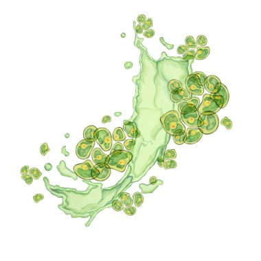 Yeşil algler suluboya klorella kümelerini akışkan bir hareketle sergiliyor. Eğitim malzemeleri, ürün ambalajı ve çevre dostu markalaşma için deniz süper gıdaları