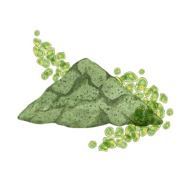 Klorella algleri, klorella tozu odaklı yeşil kümeler sergiliyor. Sağlık ve refah tasarımları için uygun. Çevreye duyarlı markalaşma ve ürün ambalajlamada kullan