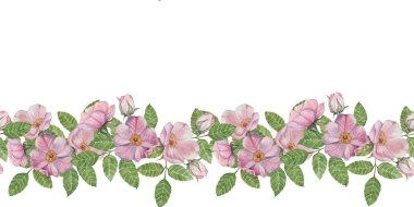 Yaban gülü dikişsiz sınır, suluboya yeşil yapraklı, narin pembe çiçeklere sahiptir. Tasarımlarınıza, davetiyelerinize, kırtasiyelerinize ve kumaşlarınıza çiçek dokunuşu eklemek için Rosehip Clipart