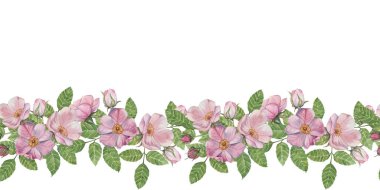 Yaban gülü dikişsiz sınır vitrinleri, suluboya yeşil yapraklı pembe çiçek kümeleri, çeşitli tasarım projeleri için mükemmel. Kutlama kartları, olay dekor ve ambalaj için gül kalemi tırmanışı