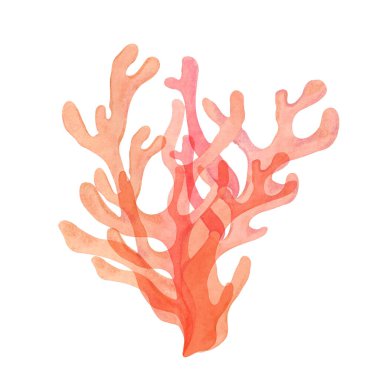Açık kırmızı suluboya mercan, ince dallı. Deniz yaşamı temalarına mükemmel bir katkı, bu deniz yaşamı izole edilmiş ateş mercanı çizimi su bileşimlerine renk ve detay getirir.