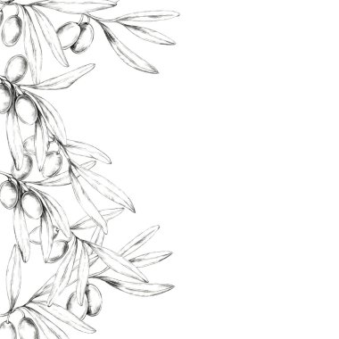 Ayrıntılı zeytin ve yapraklarla, resim boyunca uzanan bir zeytin dalının kalem çizimi. El çizimi monokrom clipart Ürün etiketleri, menüler veya dekoratif sınırlarda kullanmak için uygundur