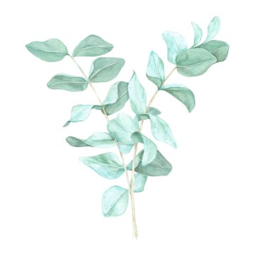 Açık yeşil yapraklı iki okaliptüs dalı. Gerçek mavi okaliptüs izole edilmiş suluboya klipsi. Düğün davetiyeleri için botanik illüstrasyon, ev dekorasyonu tasarımları veya çevre dostu markalar