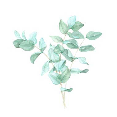 Okaliptüs dalları ince yeşil yapraklarla sıralanır. Gerçek mavi okaliptüs dalları. Spa ürün ambalajı, sağlık broşürleri veya botanik sanat baskılarında kullanılmak üzere izole edilmiş suluboya platformu