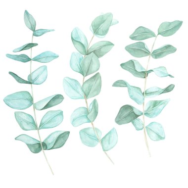 Pastel yeşil yapraklı okaliptüs dalları. Çiçekli suluboya elbise, davetiye tasarımları ya da çevre dostu ürün ambalajları için idealdir. Dijital ya da basılı ürün için mükemmel