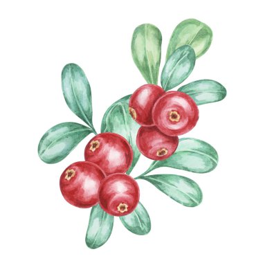 Canlı kırmızı böğürtlen ve suluboya resimli yumuşak yeşil yapraklı yabanmersini salkımları. Lingonberry şubeleri mevsimlik kartlar, logolar ve festival temalı ürün tasarımları için harika.