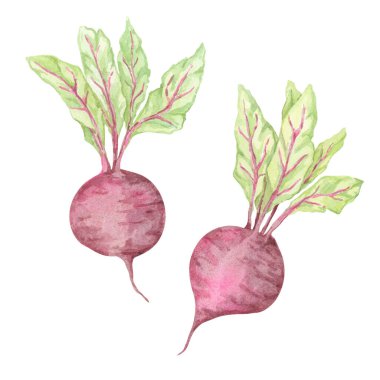 Bir çift küçük suluboya pancar, belirgin morumsu ampuller ve yeşil yapraklar. Gıda blog grafikleri, çevre dostu ürün etiketleri ve bahçe amaçlı davetiye tasarımları için pancar sebze klipsi