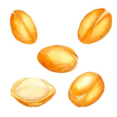 Altın kabuklu ve kremalı argan fındıklarının suluboya çizimi. Cilt ürünleri ambalajında, eko-markalaşmada veya eğitim botanik rehberlerinde kullanılabilir.
