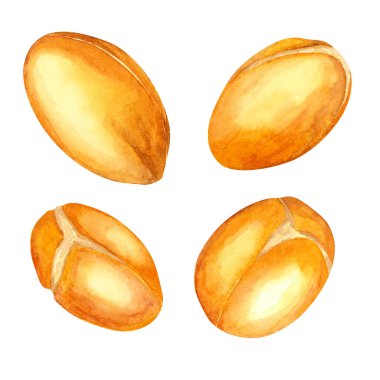 Pürüzsüz altın-kahverengi kabuklu Argan fındıklarını yakından gösteren bir suluboya klip. Botanik illüstrasyon. Ürün ambalajlama, saç bakımı tarifleri veya organik gıda markalaşma tasarımları için harika..