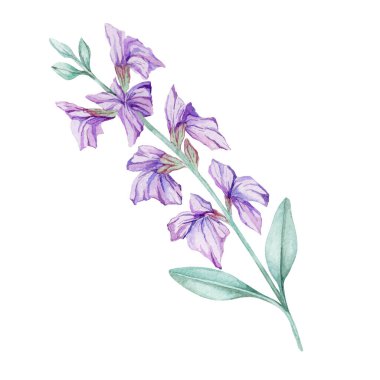 Sulu boya çizimi olarak yeşil yapraklı mor adaçayı çiçekleri. Bitkisel çay etiketleri, kozmetik ambalajlama, sağlıklı markalaşma, tebrik kartları veya mutfak temalı ürün tasarımları için uygundur.