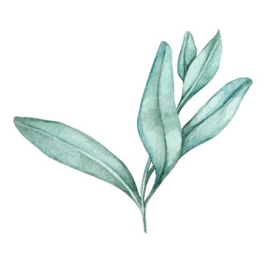 Detaylı bir suluboya klipsi olarak sessiz yeşil tonlarda botanik adaçayı filizi. Baharat etiketleri, bitkisel ürün ambalajları, planlayıcı çıkartmaları, logo tasarımı veya organik temalı markalaşma varlıkları için harika.