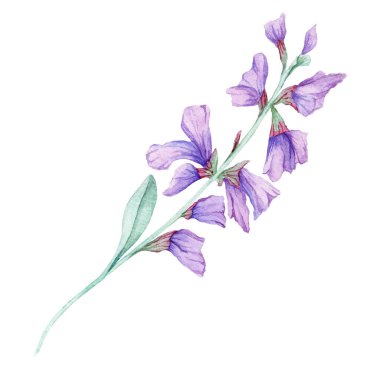 Dikey adaçayı kökü, lavanta-mor çiçekleri ve suluboya resim tarzında yeşil yapraklar. Bitki baskıları, kozmetik markalar, sabun etiketleri ve eko-yaşam tarzı ambalajları için mükemmel.