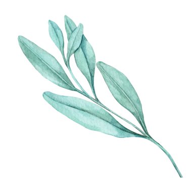 Botanik suluboya bir klipte yumuşak renklerle boyanmış yeşil adaçayı yaprakları. Paketleme tasarımı, mutfak duvarı sanatı, tarif kartları, bitki temalı kırtasiye malzemeleri ve eko markalaşma malzemeleri için ideal.